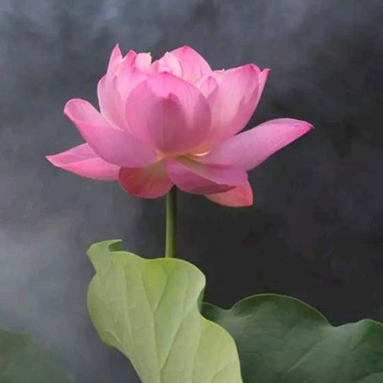阿莲🌺