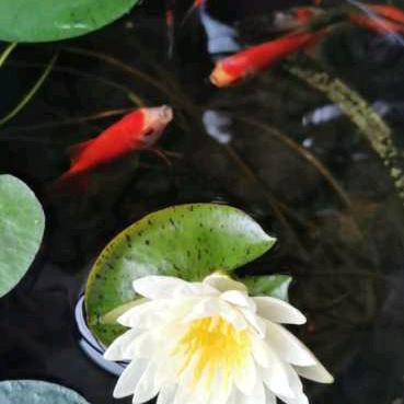 吕洪侠