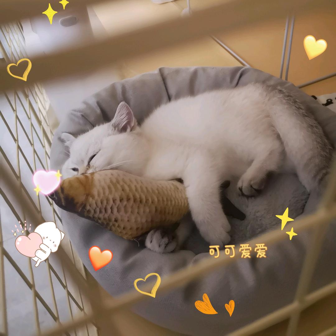 吃货的梦里什么都有