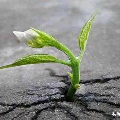 晨曦↖
