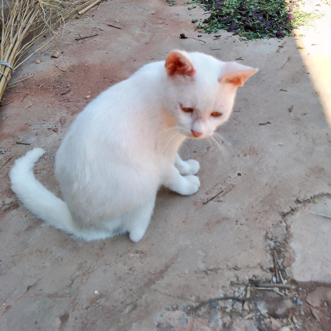 勇敢陈陈不怕困难