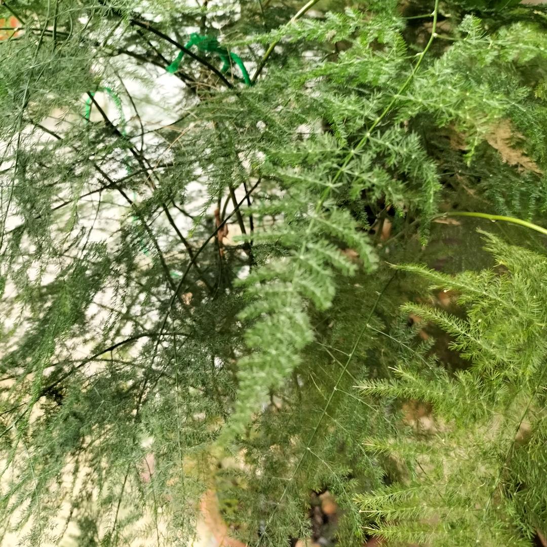 玉洁婷盼
