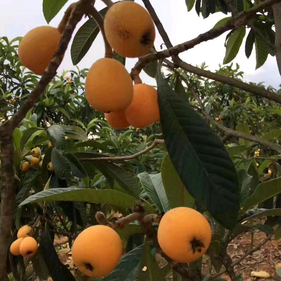毛毛坨农场