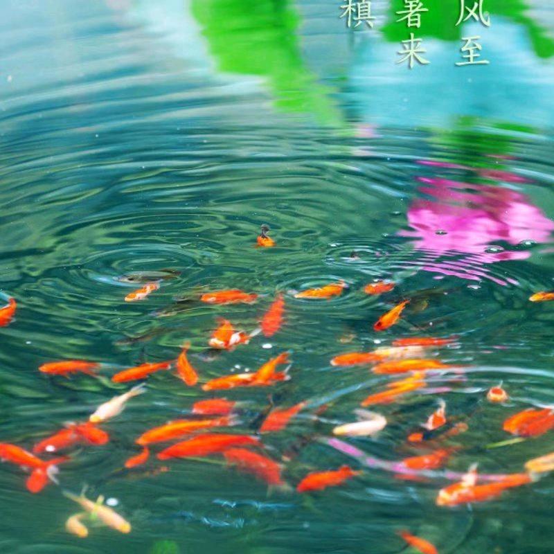 梦想成真