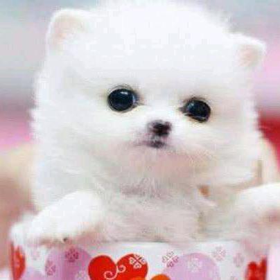 蓉家睿儿姑娘～💃🌹