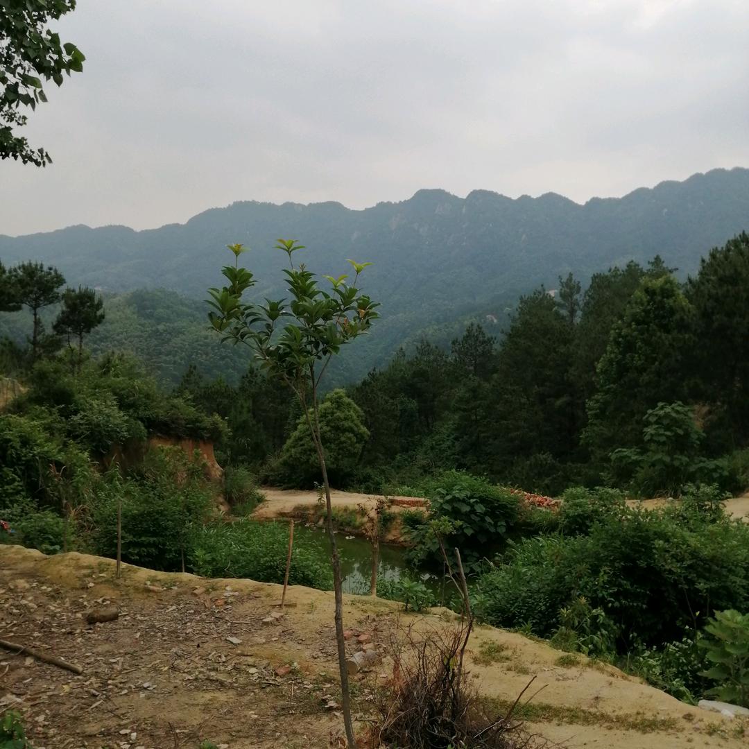 灵巧小猫XK