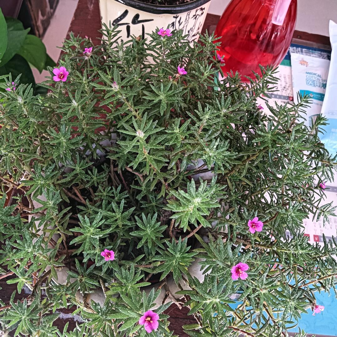 冰凌花🌺