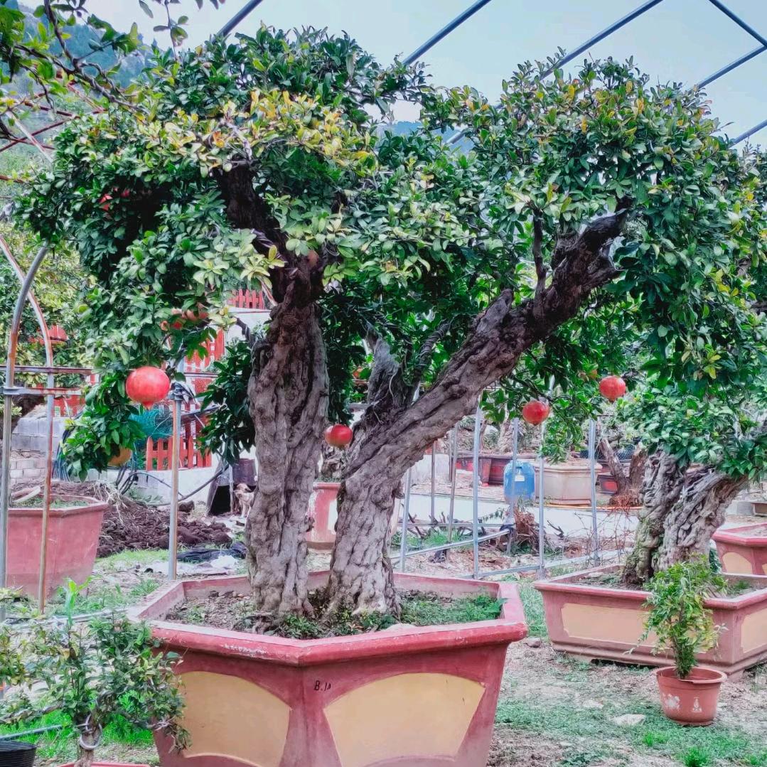 汕植绿植店