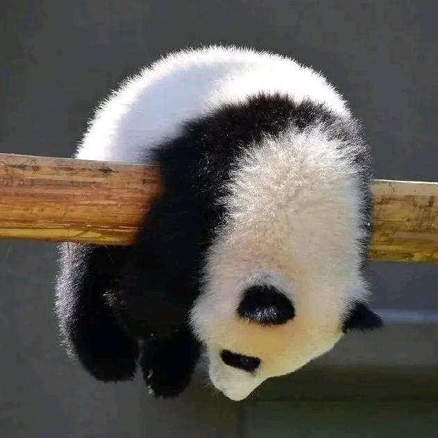 ☆小熊睡着了☆