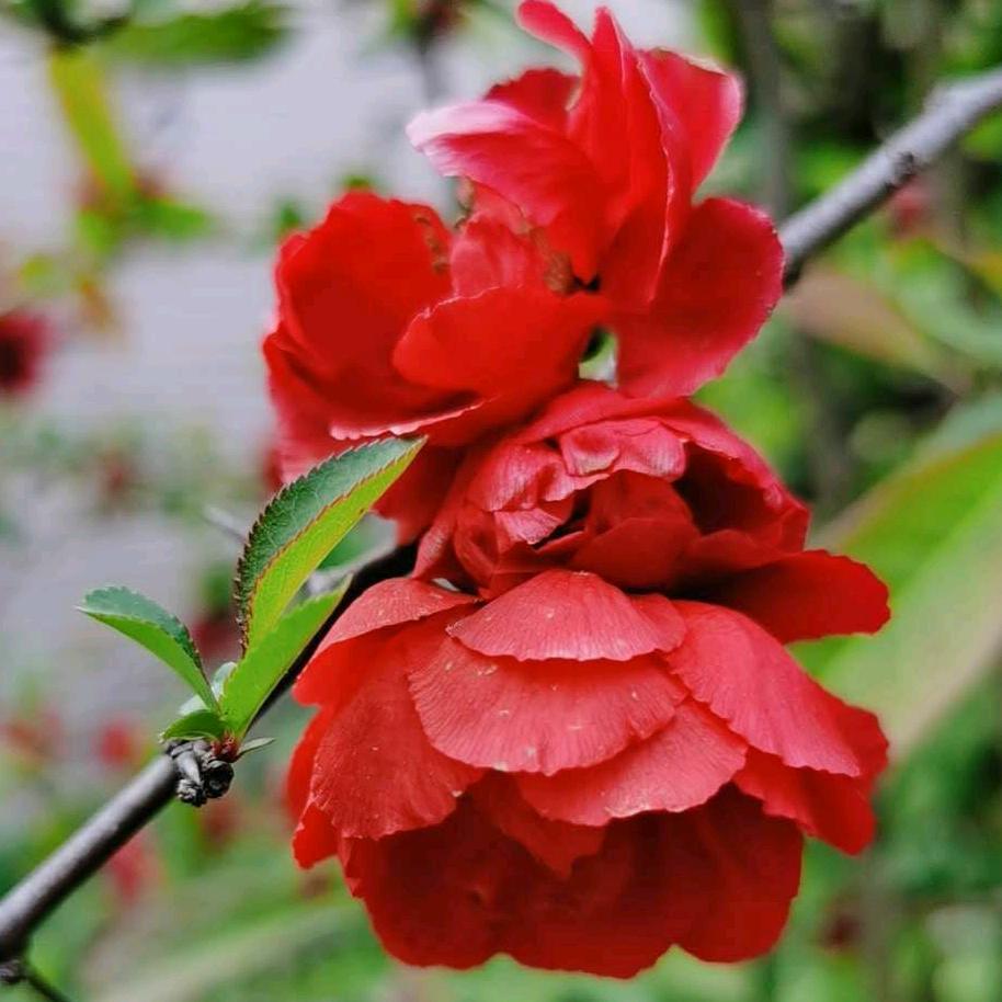 雾里看花