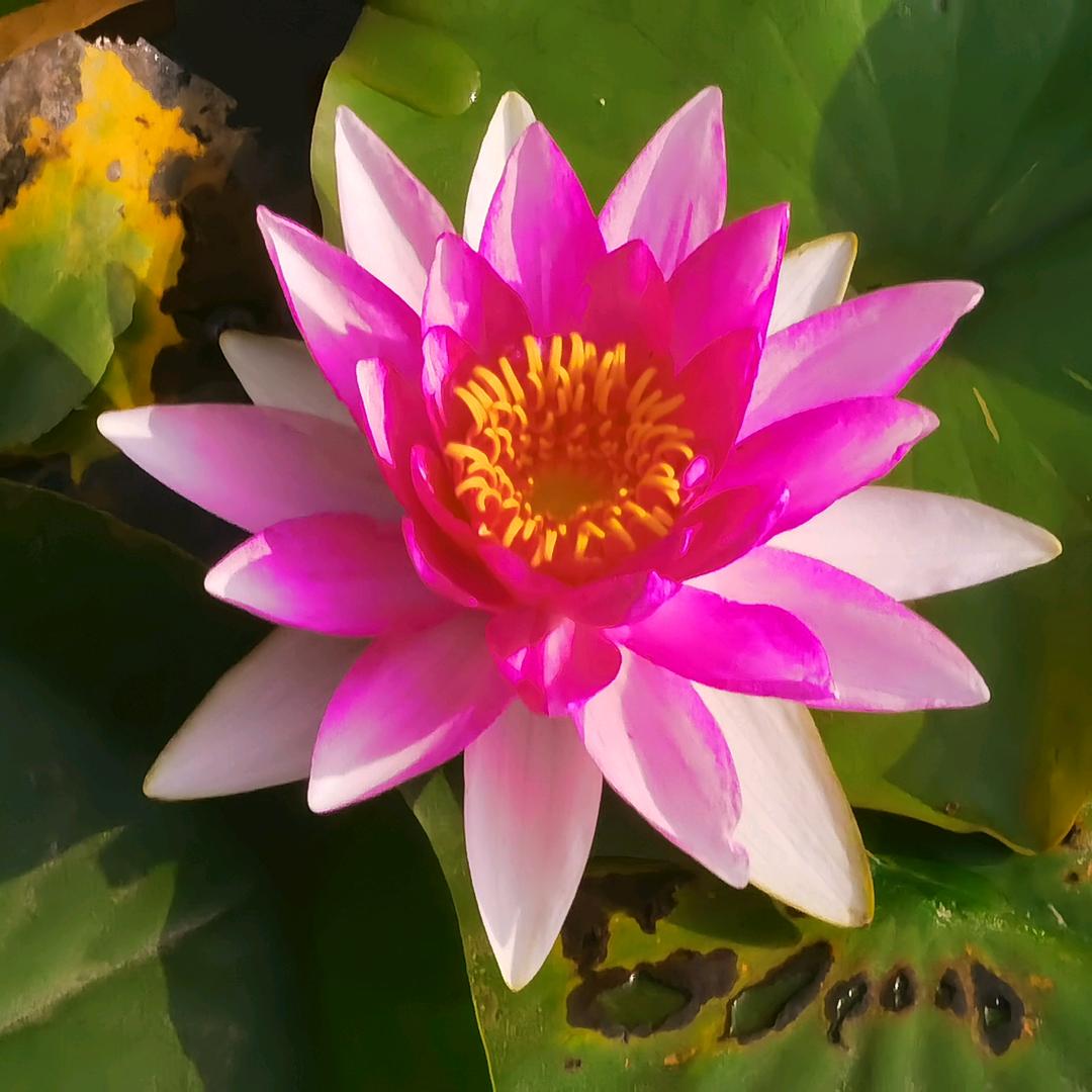 心情好（手机摄影）