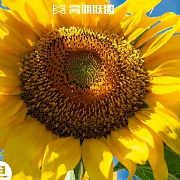 杜有华