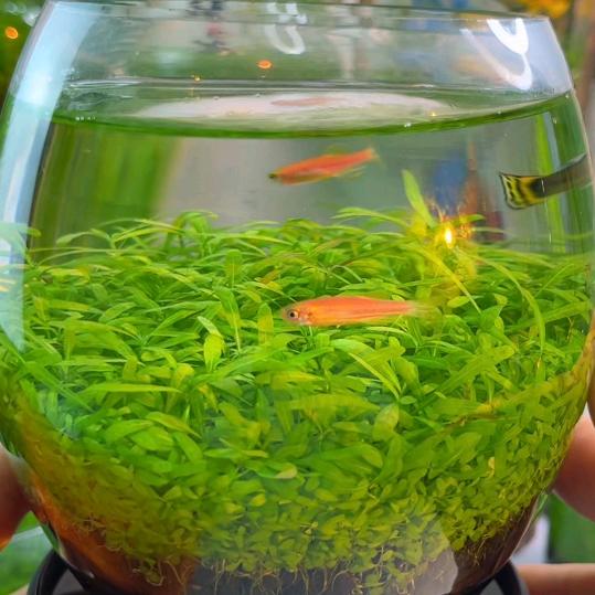 水木传奇