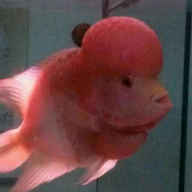 小鹿包装