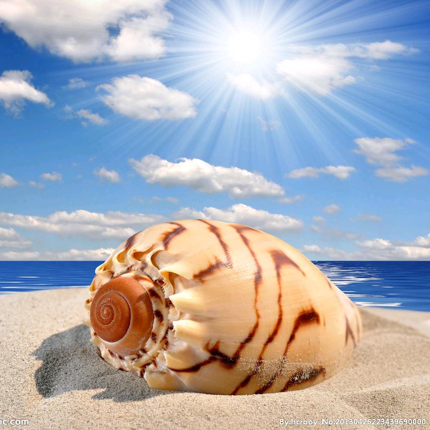 海边贝🐚