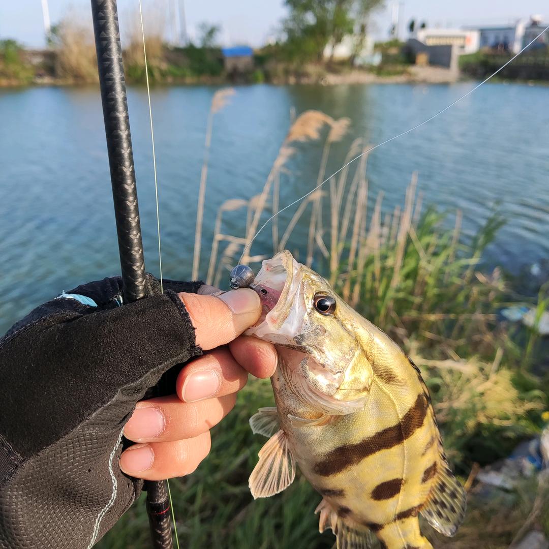 Lure   嘉木风可催