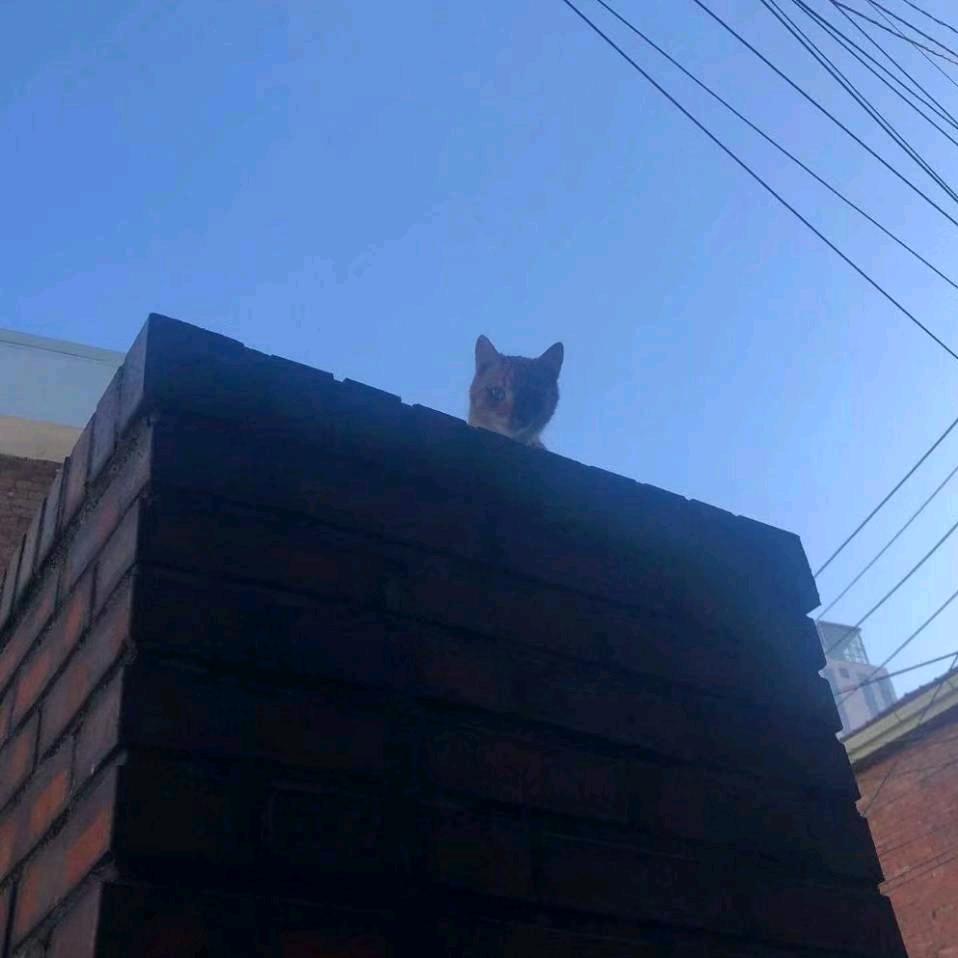 辣条狗
