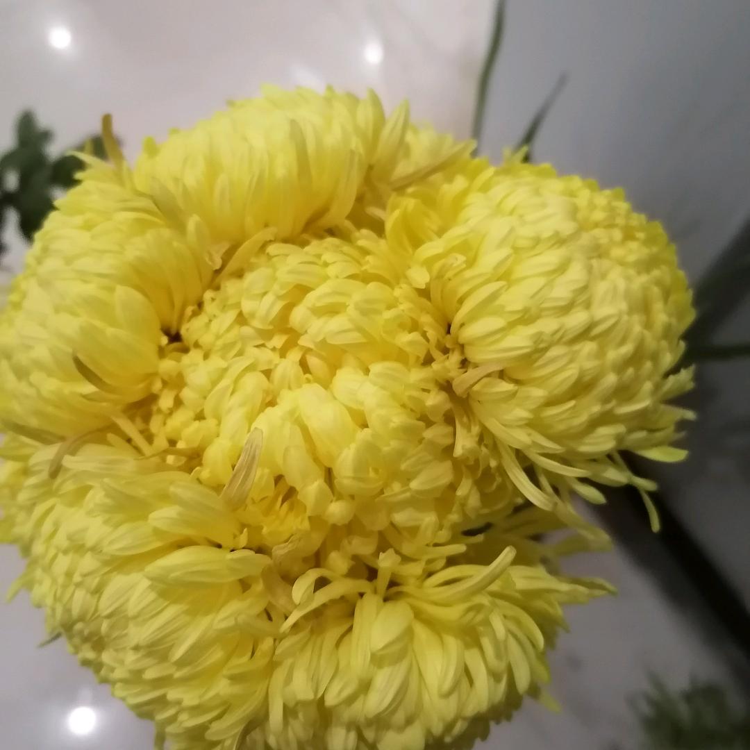 开心果