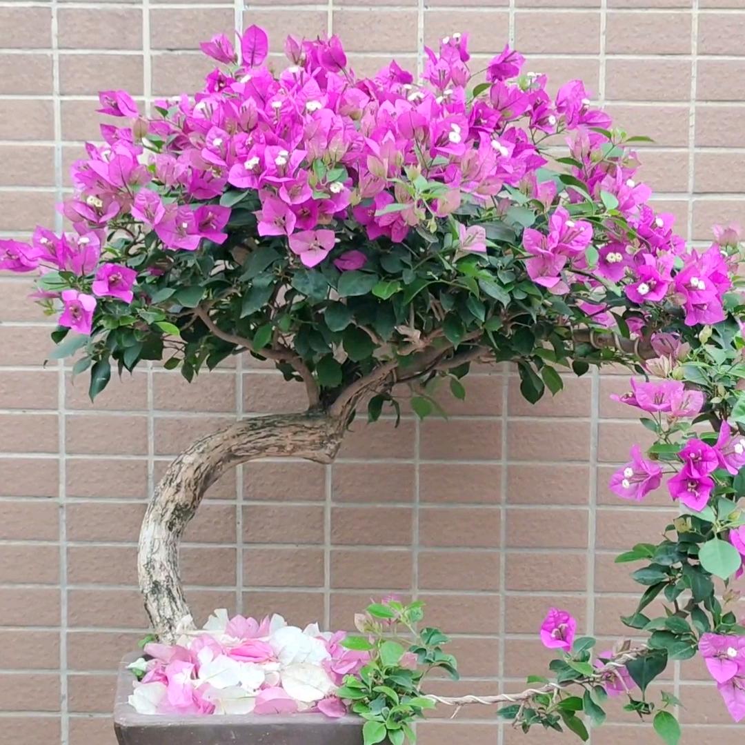 阳仔爱种花