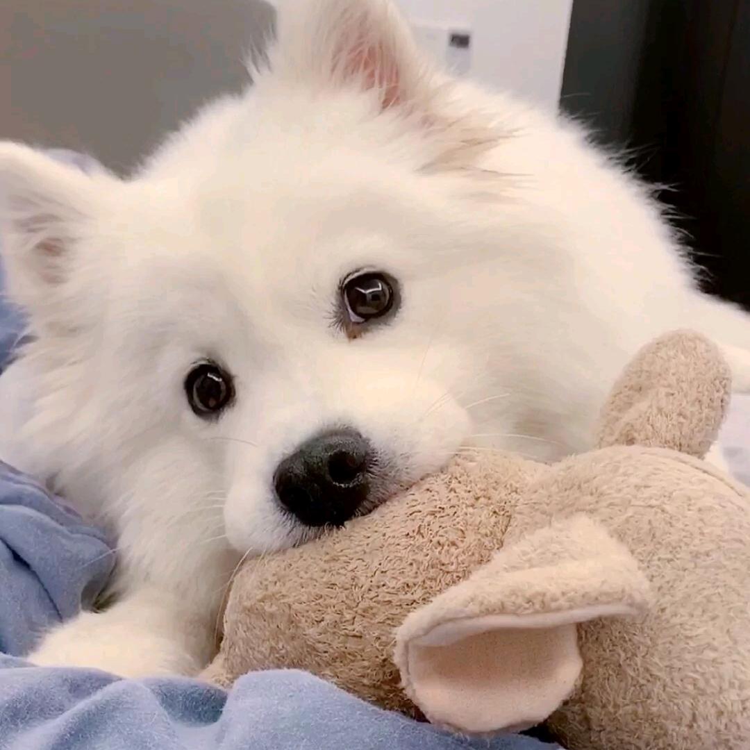 🐻‍❄️