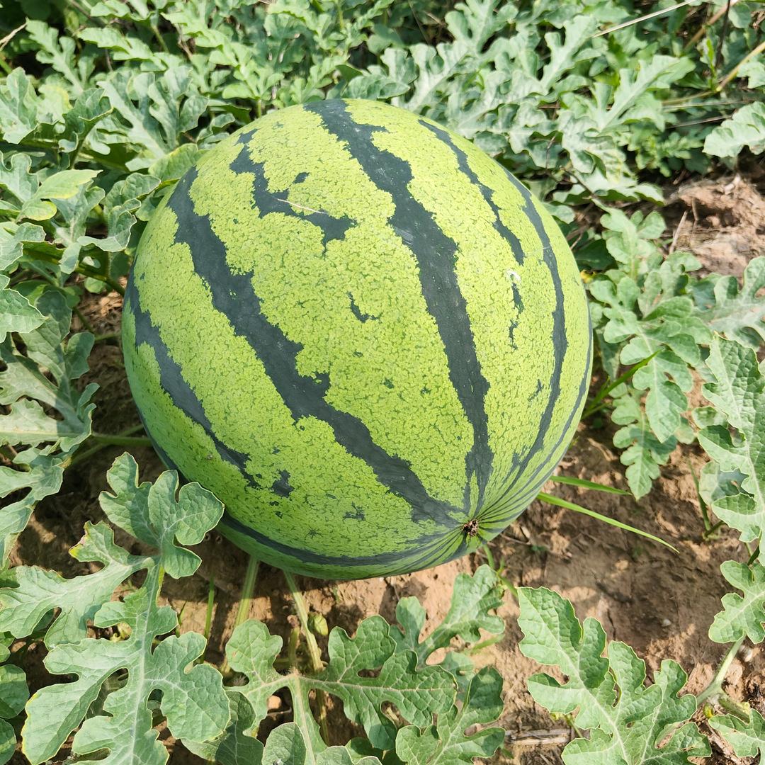 川渝果蔬代发全国