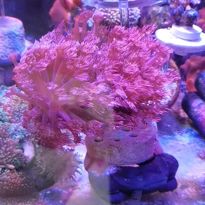 面条的珊瑚缸