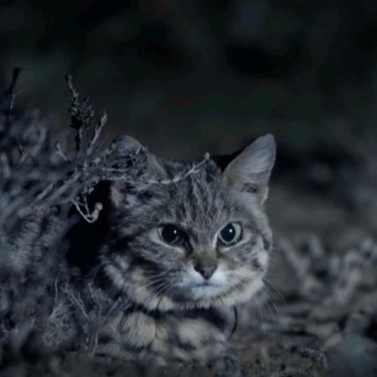 深渊（猫科观察）
