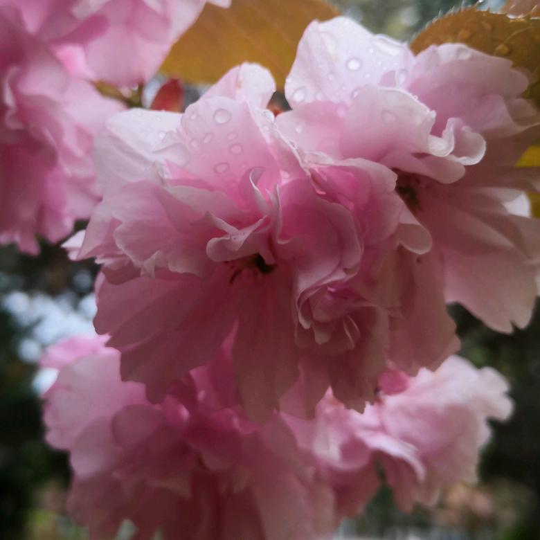 美丽的德吉女人