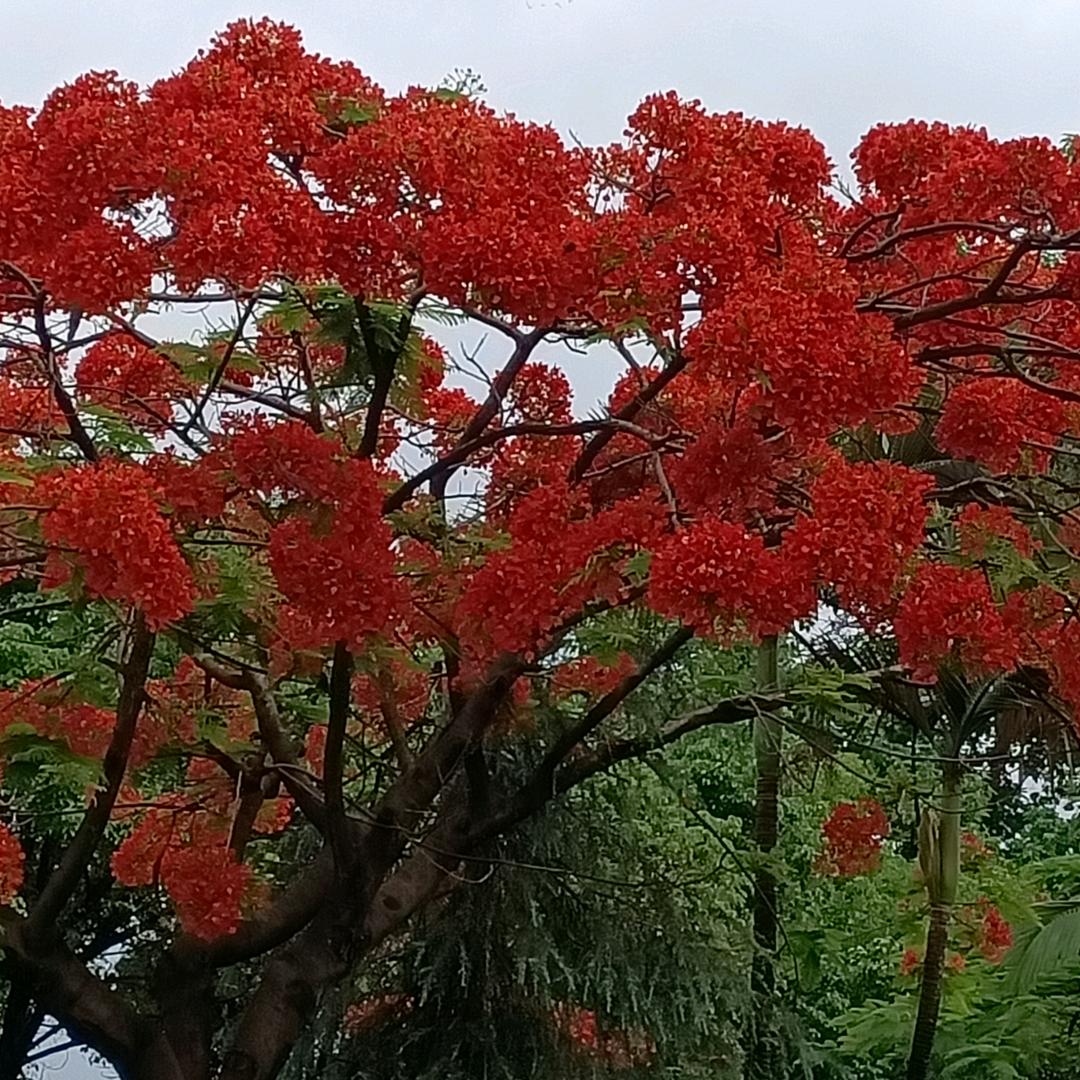 远方有诗