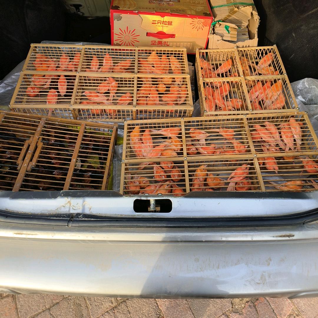 锦州小武芙蓉鸟养殖