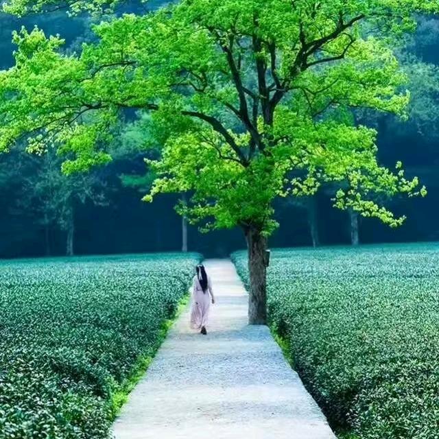 绝情