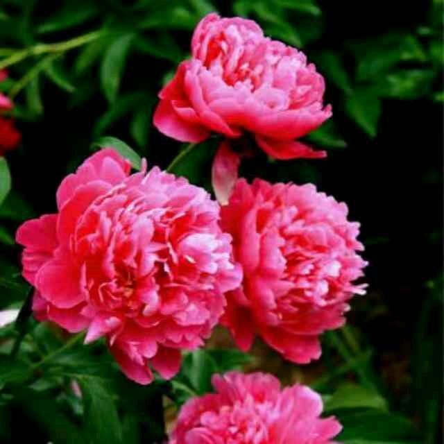 用户6710167483449红梨花