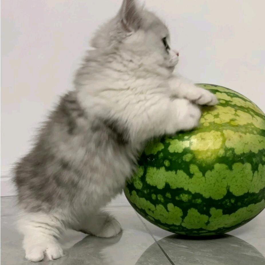 布丁小狗