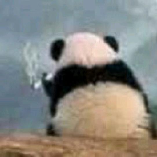 吆吆吆✨
