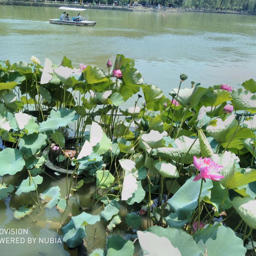 阳光普照(荣丰种业)