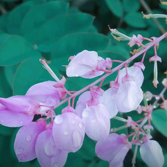 道法自然🌺