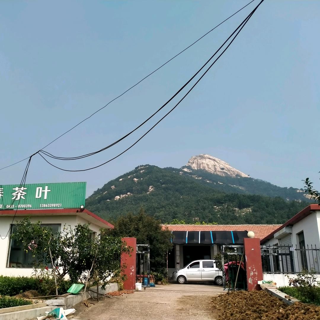 口子春茶厂