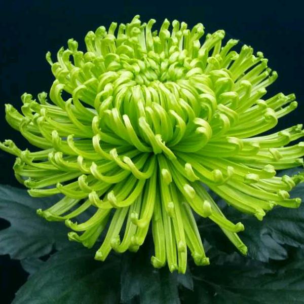 好运来花卉