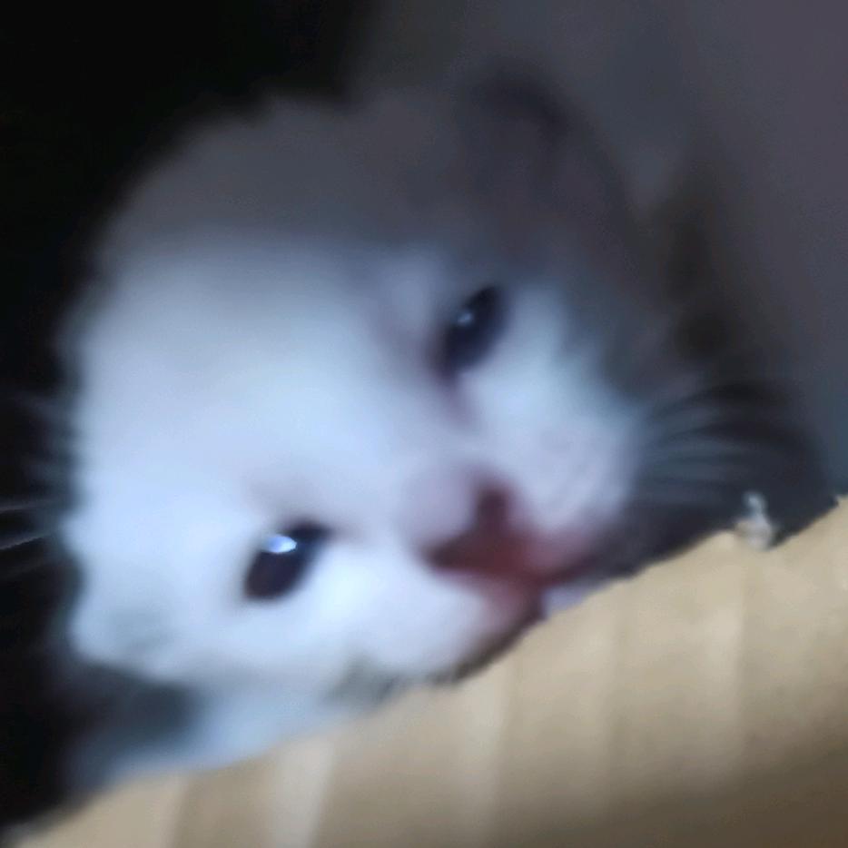 团宝ᓚᘏᗢ   ᷟ