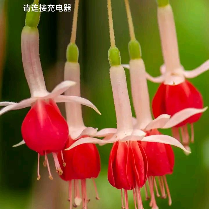 克克