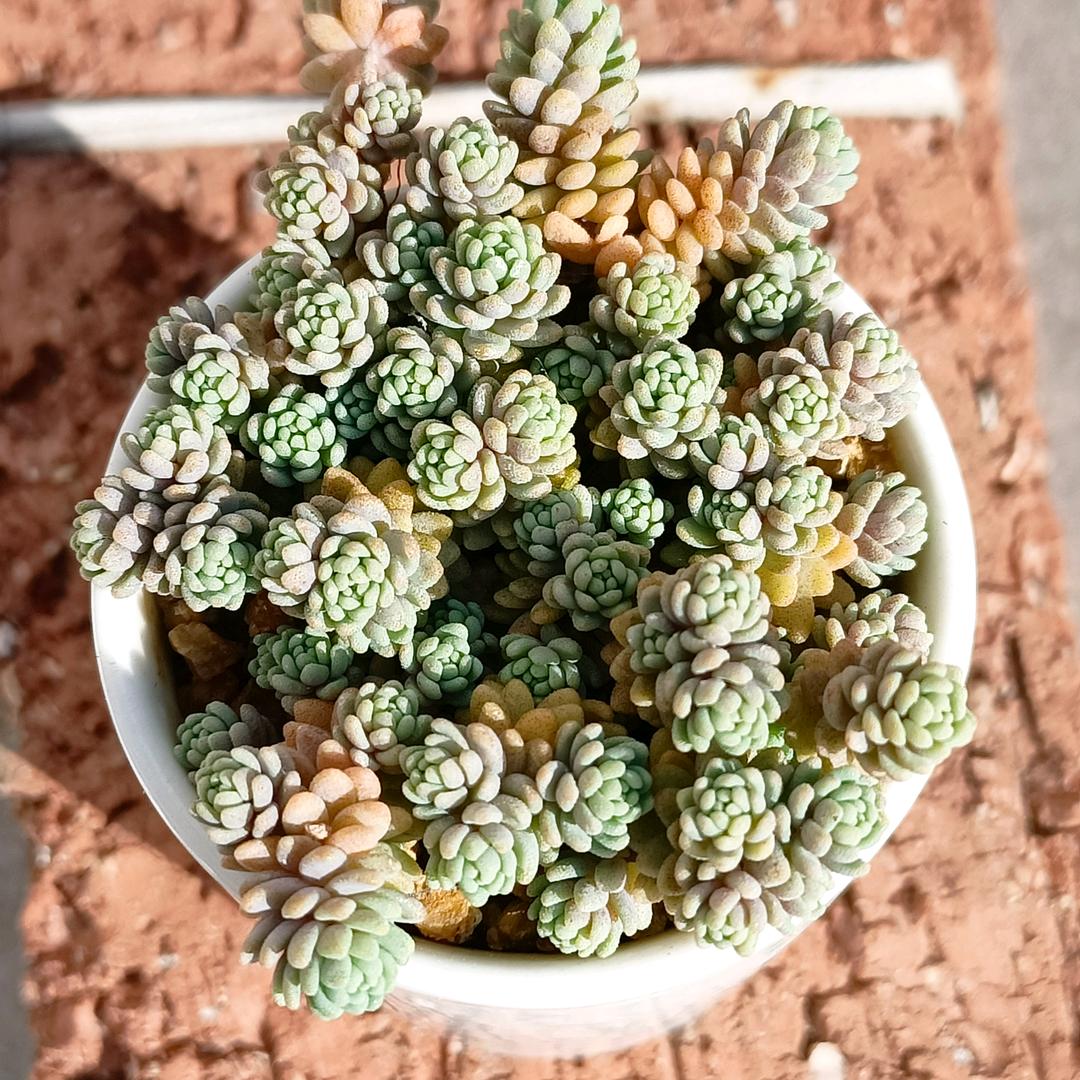 肆月