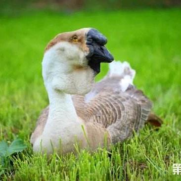 大体狮头鹅繁育基地