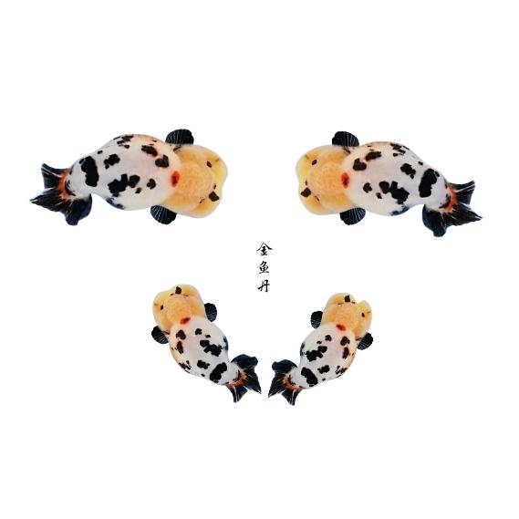 长沙金鱼丹兰寿鱼场