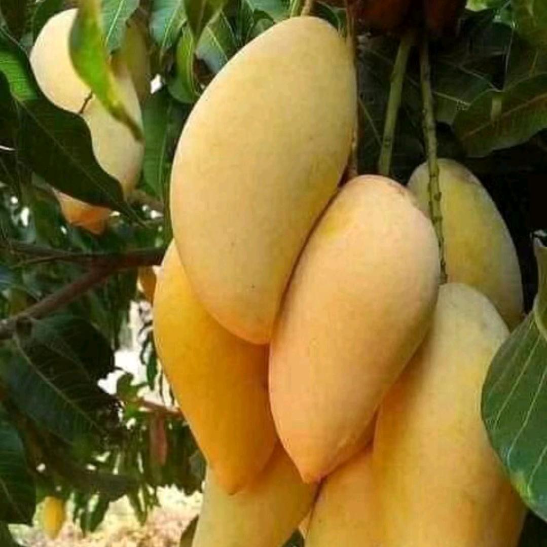 家乡的小农场