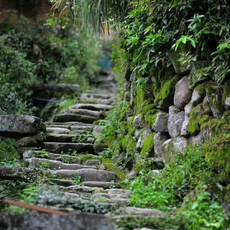 发财树