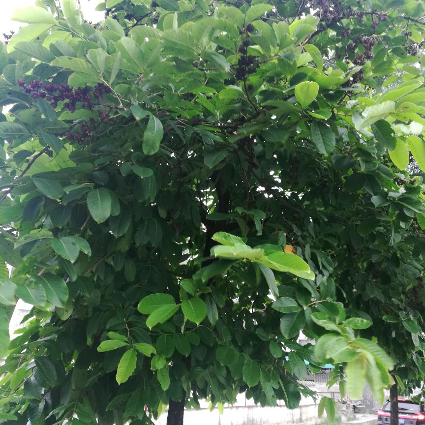 啊花