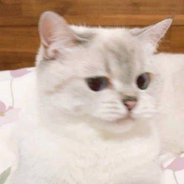 lianyicong