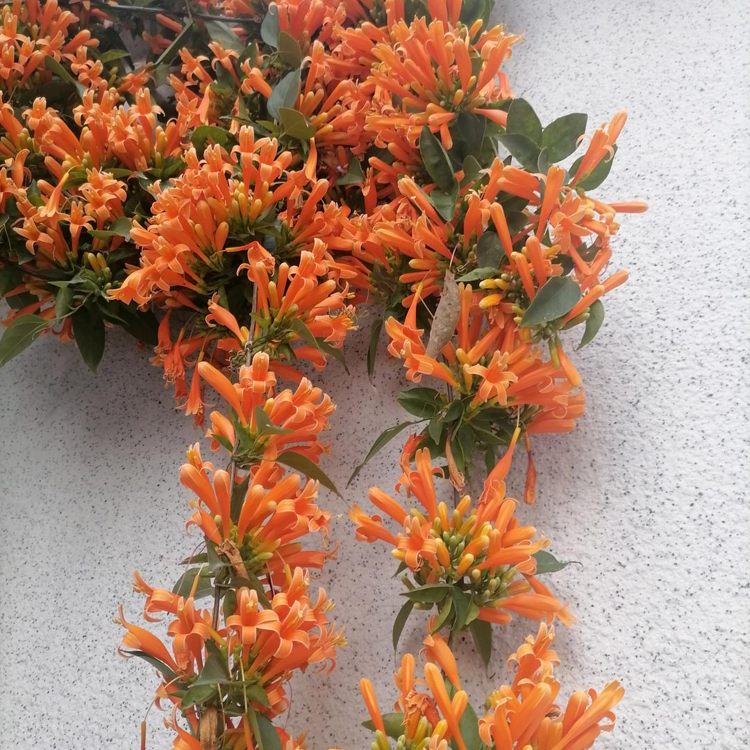 开心百岁