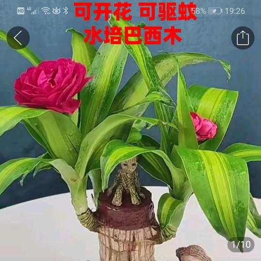 ℳ̶̶̶̶♡̶҉别谈如果ℳᥫ