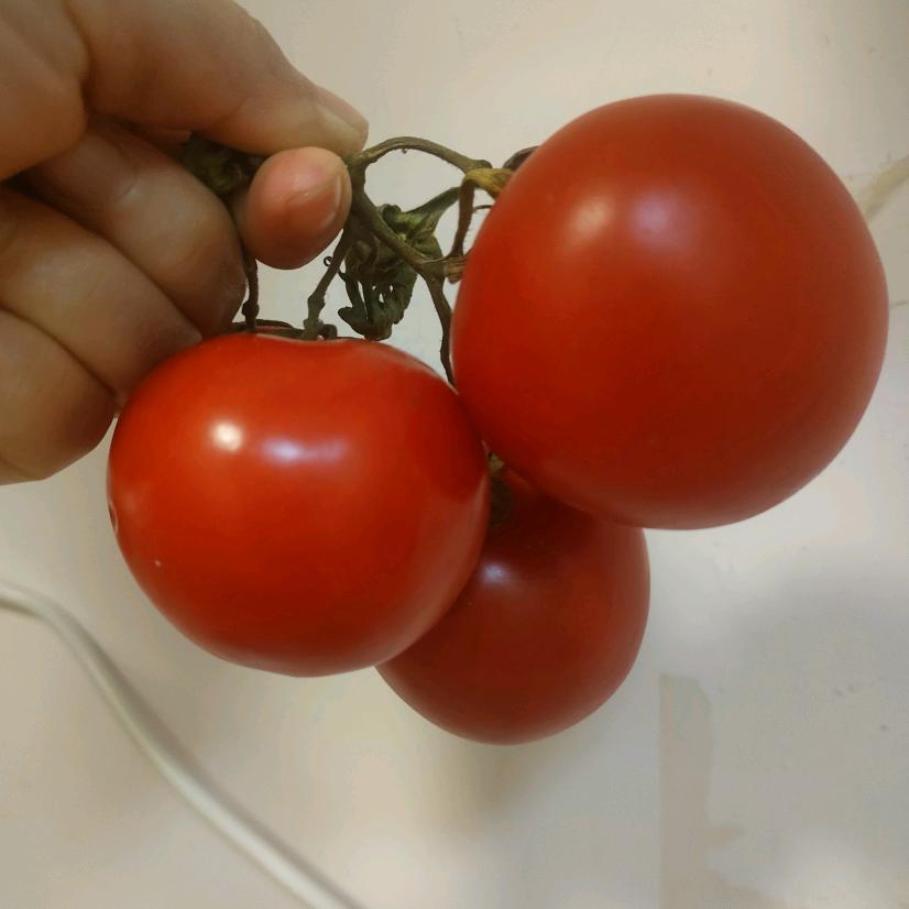 夏